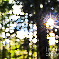 Through The Trees