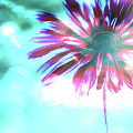 Daisy 9 