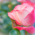 Rosey