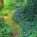 Winding Trail